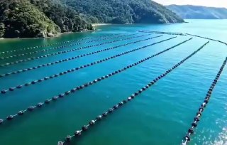 New Zealand uses mussel farms to naturally cleanse seawater, improving ocean health without any chemicals.Did you know? 🎓