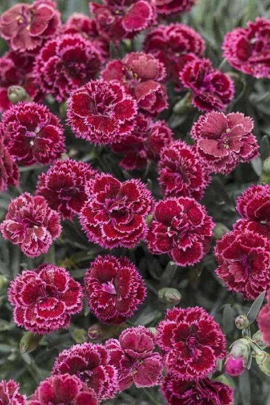 💞پندانه💞: خدایاهیچ کاری برایم سهل نشدمگر با عنایت توهیچ باری از دوشم زمین گذاشته نشدمگر با مددیاری توهیچ انسانی در مسیرم قرار نگرف