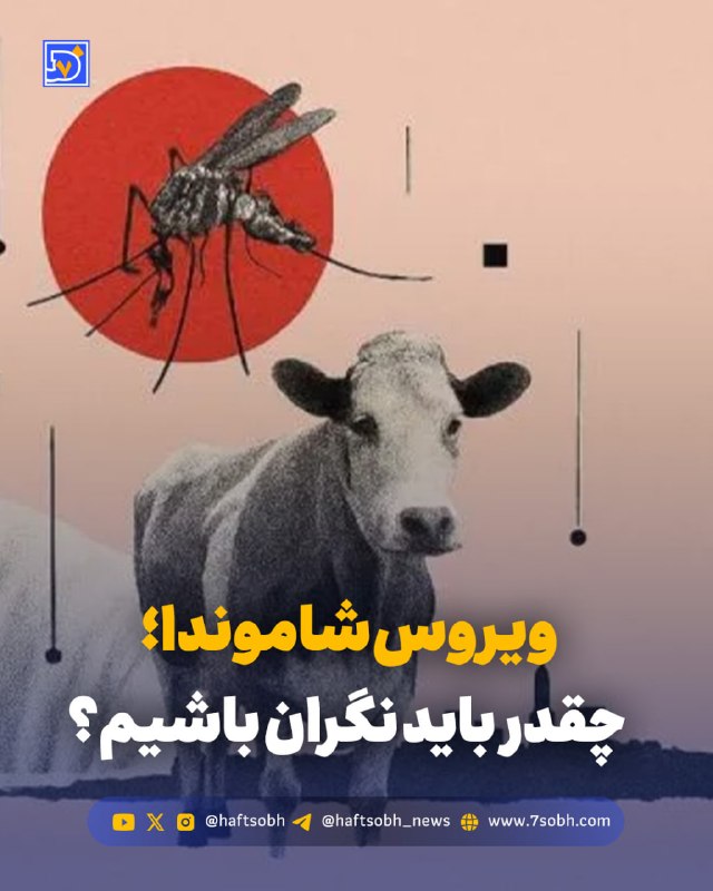 דיווח של עיתון "הפצובה". וירוס צ'מונדה; עד כמה אנחנו צריכים להיות מודאגים? לאחר שהמקרה הראשון המאושר של נגי…