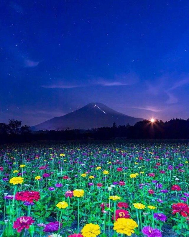 نیلوفرانه💕💕💕: خدایادستانمان خالیستاما دلمان قرصهچون تو هستی🌸🍃به تو توکل میکنیم واطمینان داریم به قدرتتدلخوشیم به بودنتکه تنهایمان نمیگ