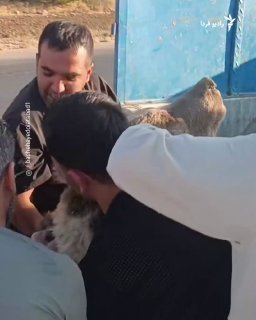 🔸 על פי דיווחים בתקשורת המקומית, לאחר שרכב התנגש בצווארון דוב חום בכפר קוואמבאד בעיר פסרגאד שבמחוז פארס, ח…