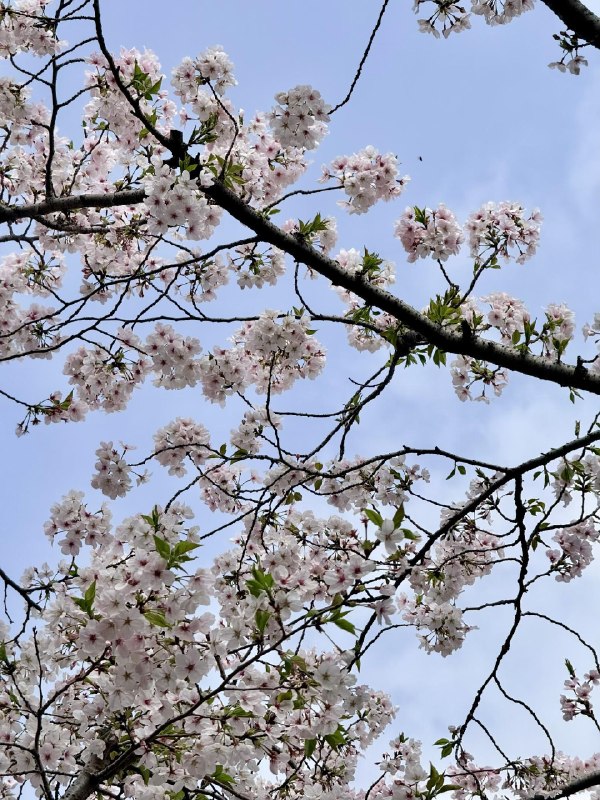 上海西岸的樱花林manner coffee 实在太高级了上海西岸的樱花林manner coffee 实在太高级了