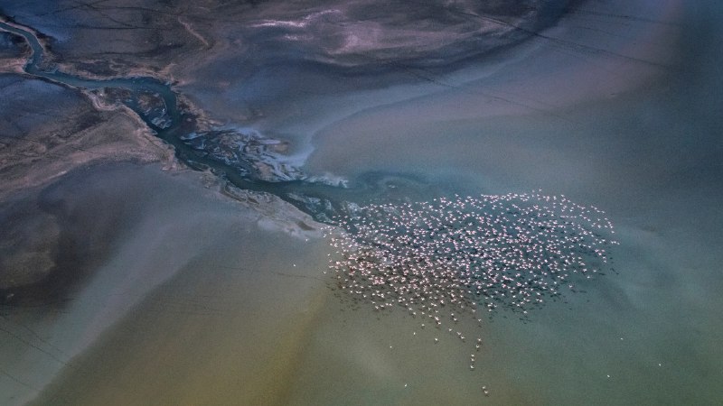 Bird's-eye viewLesser flamingos flying over Lake Magadi, Kenya (© Vicki Jauron, Babylon and Beyond Photography/Getty Images)