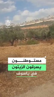 מתנחלים גונבים את יבול הזיתים מאדמות יאסוף, מזרחית לסלפית