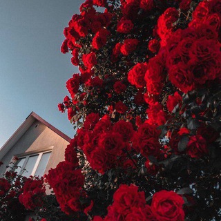 .•♫•♬•GULINUR•♬•♫•. 𝚃𝙰𝙱𝚁𝙸𝙺𝙻𝙰𝚁 𝙻𝙾𝚈𝙸𝚇𝙰𝚂𝙸