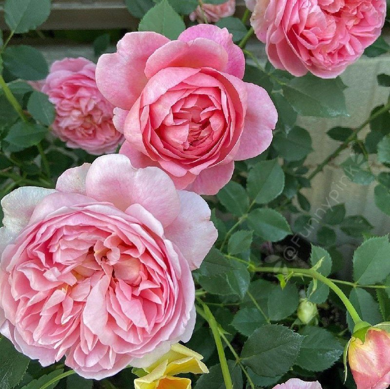 كانال گرگان 🌹: صبحتان به زیبایی گل🌼روزتان بی نظیرسرشار از اميد و اتفاقها🌸خوب وانرژے مثبتو شگفت انگیز باشه🌺و خوشبختی مهماندائمی زندگیتون