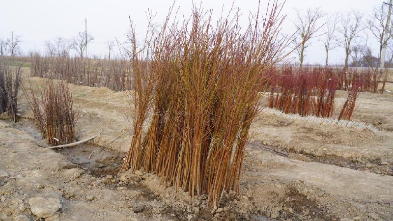 📌 Дагестанское хозяйство поставило первую партию саженцев черешни в Узбекистан фото
