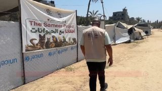 Animal therapy offers mental health support to Gaza's children