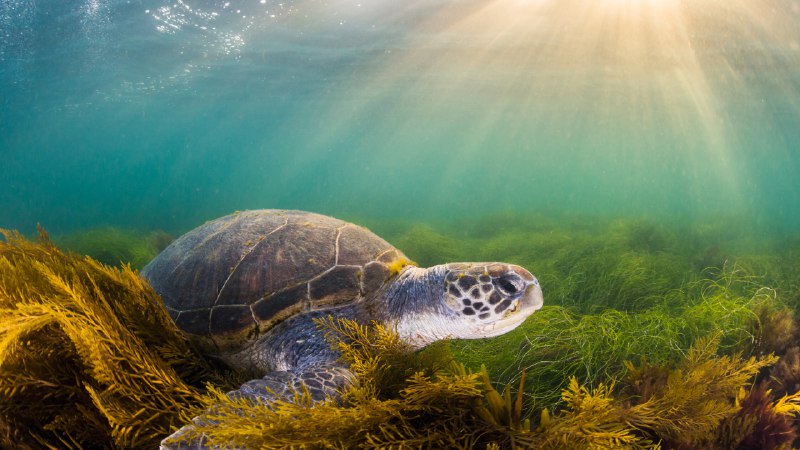 What are we shell-ebrating?Green sea turtle, San Diego, California (© Ralph Pace/Minden Pictures)