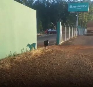 Stray dog gets a present everyday for the woman that’s feeding him.Did you know? 🎓
