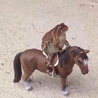 frontee 🐈‍⬛ Telegram Group Link