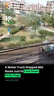 In the middle of a heatwave, a water truck paused to spray water over stray dogs, giving them a moment of relief.Did you know? 🎓