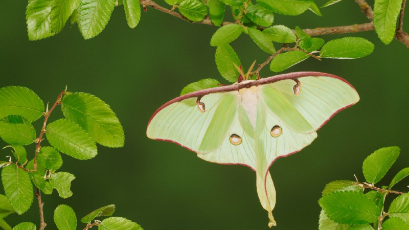 Moth-ers dayLuna moth resting on cedar elm, New Braunfels, Texas, USA (© Rolf Nussbaumer/Nature Picture Library)