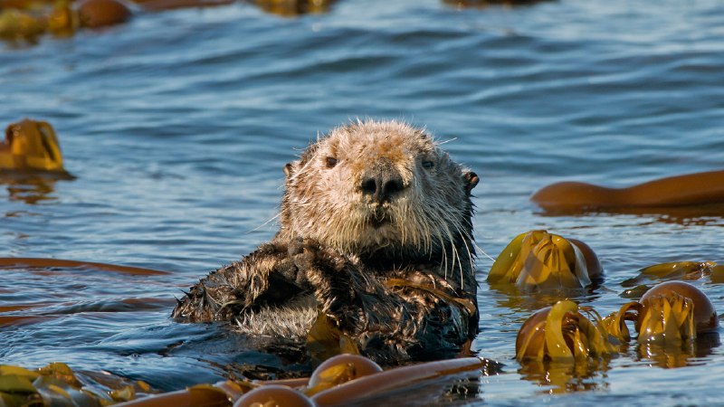 No 'otter' like themSea otter, Kachemak Bay, Homer, Alaska (© roclwyr/Getty Images)