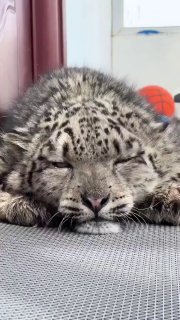 Fun facts about snow leopardsDid you know? 🎓