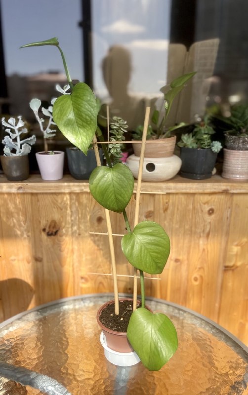 Домашнее растение, лиана, Эпипренум на опоре. 15 лар. Готовый зелёный друг — фото 1