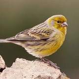 🇷🇺 La canaria rusa
