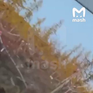 Медведь-трупоед завёлся на Урале — он раскопал десятки могил и съел останки усопших на Уреньгинском кладбище в Челябинской области.Егеря и охотники начали разыскивать косолапого по всем кладбищам города Златоуста — Минэкологии выдало разрешение на отлов. П