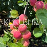 KUKUSHKA candles