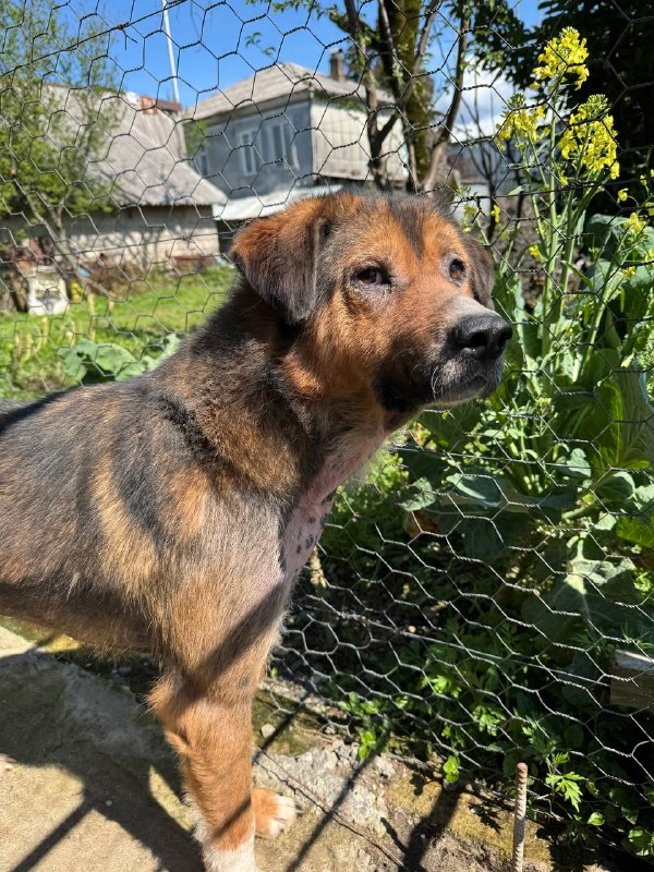 🏡 Бобби ищет дом