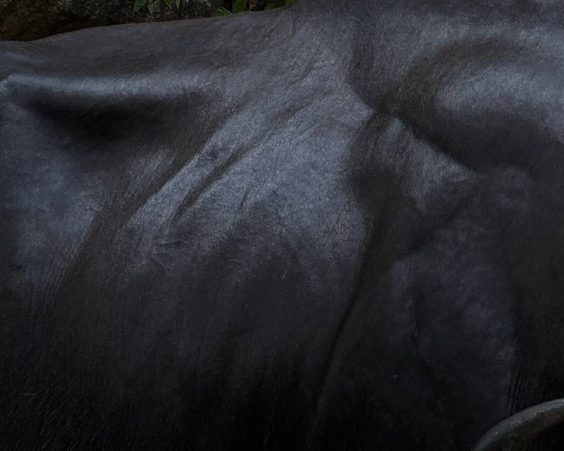 Зоопарк Кхао Кхео Это не просто место для знакомства с животным миром, а настоящий сафари-парк и источник вдохновения для тех, кто ищет новые идеи для творчества. Прогуливаясь среди экзотических животных и ярких птиц, невозможно не заметить, как у каждого из них своя особенная жизнь — настоящая история, разворачивающаяся прямо перед глазами, как захватывающий сериал. Все эти существа, такие разные по характеру и внешности; каждый по-своему удивительно красив и уникален.Их окраску можно интерпретировать в модных концепциях, создавать уникальные образы, которые отражают гармонию природы и моды. Это сочетание дикости и утонченности, силы и красоты, которое хочется запечатлеть в кадре.Модные съемки, вдохновленные животными, становятся настоящим искусством, где каждая деталь — от текстур и силуэтов до цветовых сочетаний — рассказывает свою историю. Ведь кто, как не природа, может быть так безупречна в поиске новых трендов?Посещение зоопарка напоминает, как важно быть в поиске вдохновения вокруг, ведь каждый момент может стать источником для создания уникальных образов, наполненных естественной красотой.Зоопарк Кхао Кхео Это не просто место для знакомства с животным миром, а настоящий сафари-парк и источник вдохновения для тех, кто ищет новые идеи для творчества. Прогуливаясь среди экзотических животных и ярких птиц, невозможно не заметить, как у каждого из них своя особенная жизнь — настоящая история, разворачивающаяся прямо перед глазами, как захватывающий сериал. Все эти существа, такие разные по характеру и внешности; каждый по-своему удивительно красив и уникален.Их окраску можно интерпретировать в модных концепциях, создавать уникальные образы, которые отражают гармонию природы и моды. Это сочетание дикости и утонченности, силы и красоты, которое хочется запечатлеть в кадре.Модные съемки, вдохновленные животными, становятся настоящим искусством, где каждая деталь — от текстур и силуэтов до цветовых сочетаний — рассказывает свою историю. Ведь кто, как не природа, может быть так безупречна в поиске новых трендов?Посещение зоопарка напоминает, как важно быть в поиске вдохновения вокруг, ведь каждый момент может стать источником для создания уникальных образов, наполненных естественной красотой.