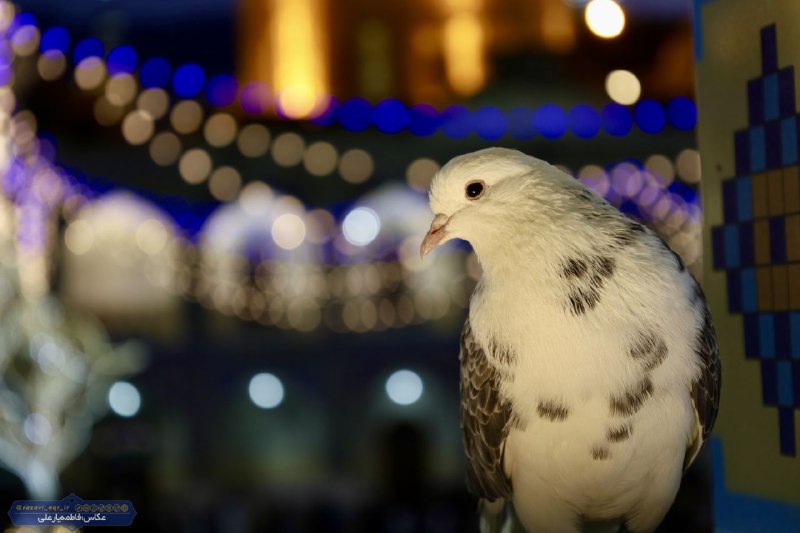 میانادان نه خبر 💯: 🔺به وقت سلام باز شکسته آمدم، با دل خسته آمدمکاش رها شود دلم مثل کبوتر حرمأَلسَّلٰامُ عَلَیکَ یٰا عَلی اِبنِ موسَی أَلرّض