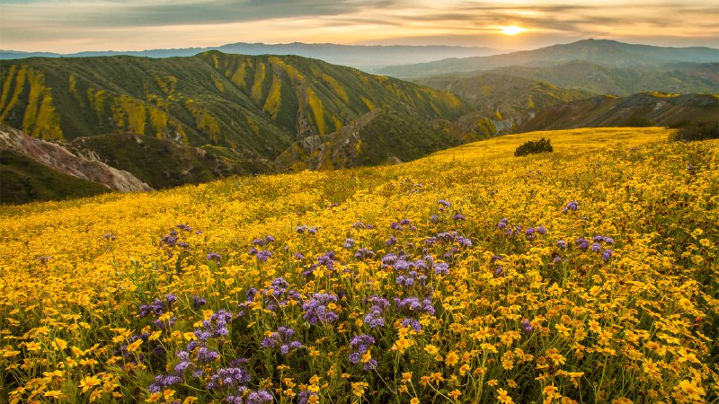 Burst of bloomsSuperbloom in Carrizo Plain National Monument, California (© Robb Hirsch/TANDEM Stills + Motion)