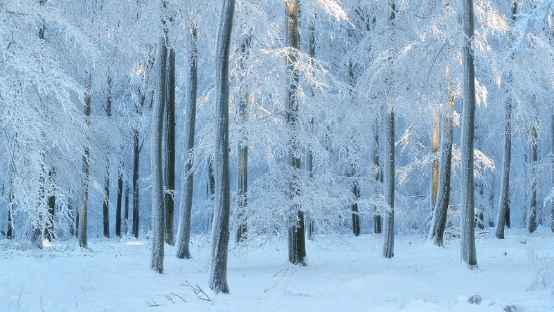 Aging gracefullyEuropean beech forest in Belgium (© Philippe Moes/Minden Pictures)