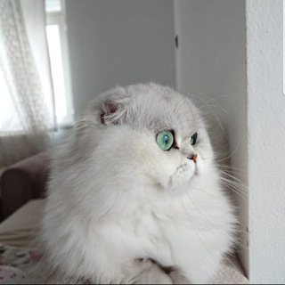 قطط تركيا 😻 ( بيع . تبني . تزاوج . تبادل الخبرات )