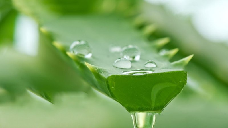 🍃طب گیاهی و سنتی🍃: 🔴سینوزیت✅بخور آلوئورا تسکین دهنده درد سینوزیت می باشد و برای درمان زخم معده،زخم های گوارشی،کم خونی،بی خوابی،درد کلیه و ب
