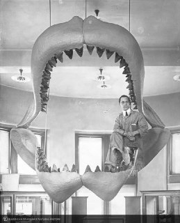 Jaws of a Megalodon shark, USA, 1929.Time Machine | Historical Photo