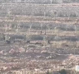 מתנחלים משחררים את בעלי החיים שלהם לאדמות פלסטיניות ממערב לכפר אל-מוג'יר, צפונית מזרחית לרמאללה.