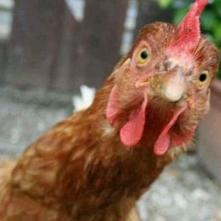 Ghana Funny Videos 😂😂 Telegram Group Link