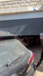 🇮🇱 תיעוד: עדר צאן שנגנב מחווה בבנימין אותר בחנייה של בית בכפר מזרעה א-שרקייה. הבוקר נגנב עדר צאן מחוות חסד לאברהם שבבנימין. לוחמי גדוד 202 ושוטרי תחנת בנימין פתחו במרדף בעקבות הגנבים, ולאחר שהעקבות נעלמו עלה החשד כי הכבשים הוסתרו בקרבת מקום. במהלך הסריקות אותר חלק מהעדר בתוך חנייה מקורה של בית בכפר מזרעה א-שרקייה. בעל החווה זיהה את הכבשים על פי סימנים ייחודיים, והן הושבו אליו.