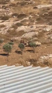 רשת חדשות ירושלים