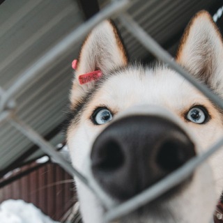 Сострадание🧡🐾