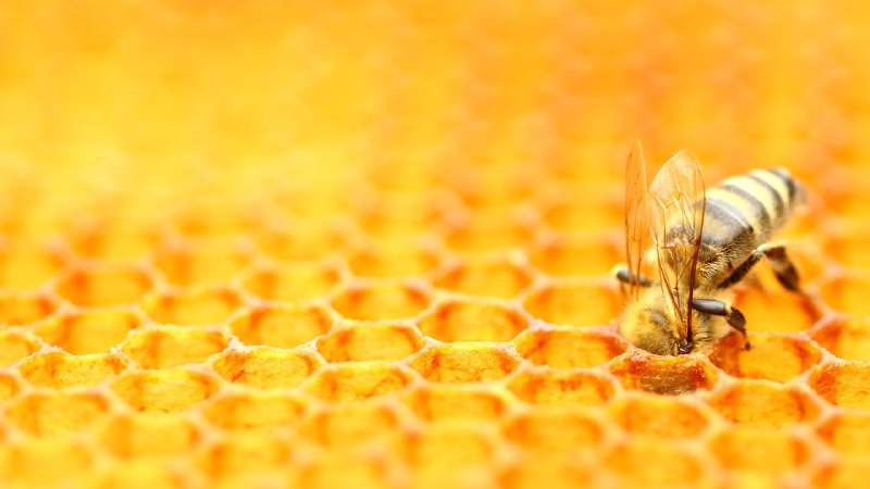 我简直不敢相信！蜜蜂照料蜂巢 (© Simun Ascic/Alamy Stock Photo)