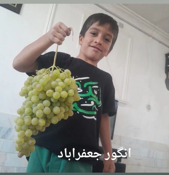 جعفرآباد و حومه: #انگور🍇 ✅ به فصل برداشت😍 روستای مزده کانال رسمی خبری روستای جعفرآباد ╭─┅═ঊঈ🇮🇷ঊঈ═┅─╮ 🆔 @rostayejafarabad 🆔 ╰─┅═ঊঈ🇮🇷ঊঈ═┅─╯
