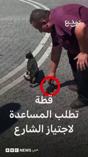 חתול בטורקיה ביקש עזרה בחציית רחוב