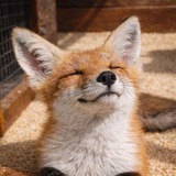 🦊Рыжая затея🪶
