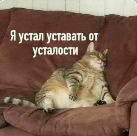Неделя в самом разгаре, а это значит пора выбирать своего тотемного котика Какой сегодня вы? Я В ДОМИКЕ Please open Telegram to view this post VIEW... - изображение 9 - telegram, view, неделя