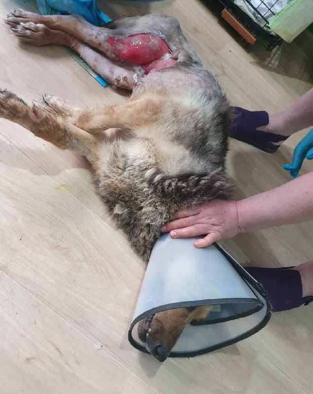 @help_animal41 posted a video