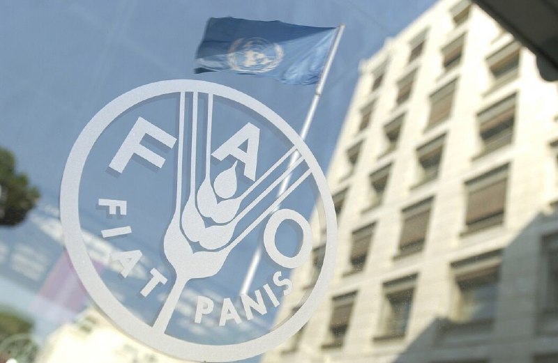 FAO: מלחמה ושינויי אקלים העלו את מחירי המזון העולמיים