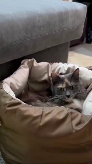 Кошачья лежанка из старой куртки своими руками Дизайн и ремонт Please open Telegram to view this post VIEW IN TELEGRAM - изображение 1 - telegram, view, кошачья