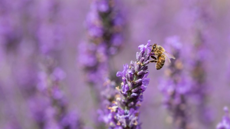 Small wings, big jobHoney bee on lavender flowers (© Anthony Brown/Alamy)
