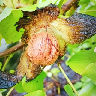 Only Mobile Photography Telegram Group Link