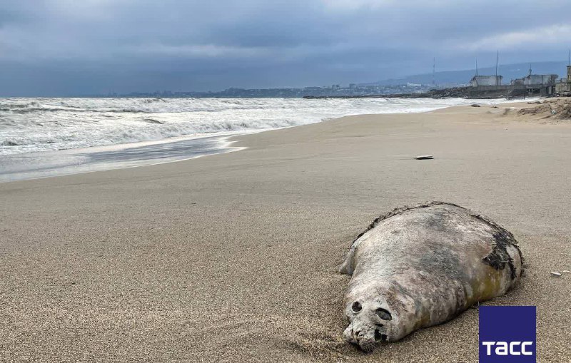 ⚡️ Более 320 погибших тюленей обнаружено на берегу Каспийского моря. фото