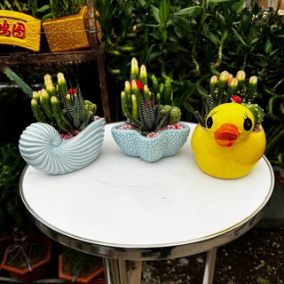 Nodi_Flowers