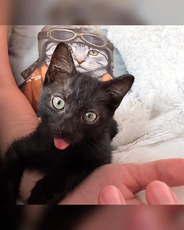 Котята, возраст 2 месяца.
Очаровательные малышки...