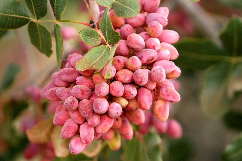 مرکز مطالعات روسیه: 📌مایتریا باکال؛ مفسر سیاسی و نویسنده حوزه ژئوپلیتیک:🔹ایران زمانی بدون هیچ رقیبی رهبر جهان در تولید پسته بود و بهترین پست